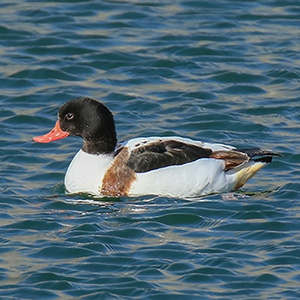 Common Shelduck